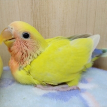 赤いお顔のアヒルさん!?小桜インコゴールデンチェリーヒナ来ました〜