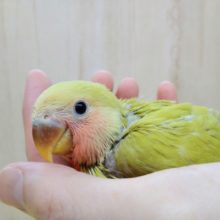 優しいグリーン、若草カラーの小桜インコヒナ来ました！