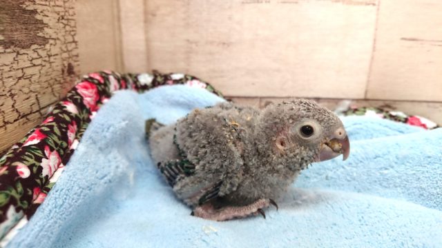 可愛らしさ！文句なし！！　ウロコインコ　ブルー　2021　5月1日