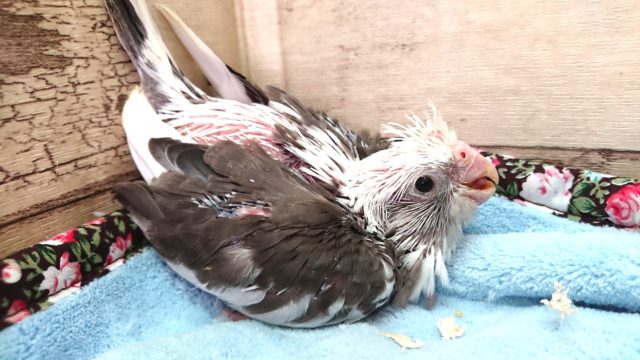 お早めにね！オカメインコ　ホワイトフェイスパイド　　2021　5月1日