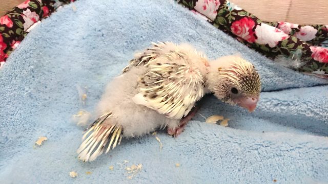 なかなか入荷がすくないもので。。セキセイインコ　４色ハルクィン～　2021　5月1日