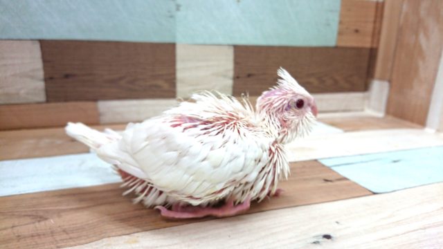 オカメインコ