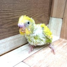 やんちゃでｺﾞｻﾞｲﾏｽ。。セキセイインコ　スパングルになります！
