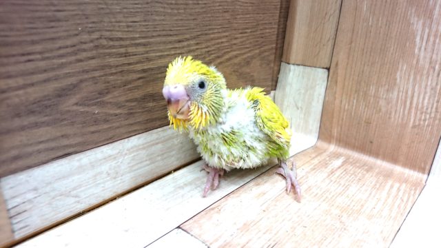 やんちゃでｺﾞｻﾞｲﾏｽ。。セキセイインコ　スパングルになります！