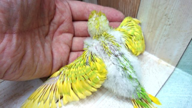 セキセイインコ