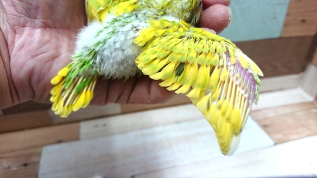 セキセイインコ