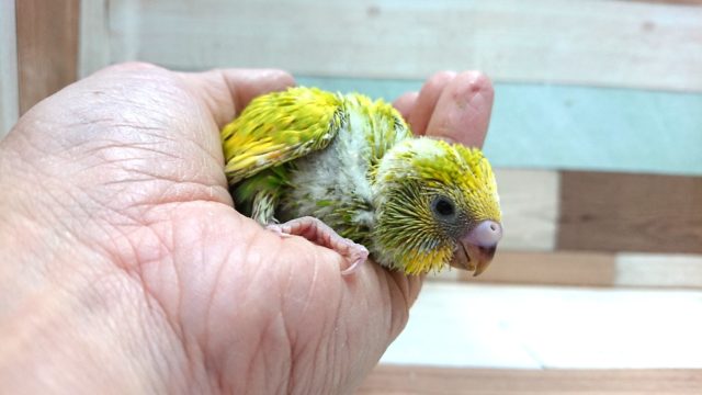 セキセイインコ