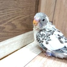 黒いスポットがｷﾚｲ！セキセイインコ～　ハルクィンです！