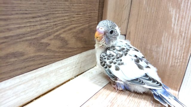 黒いスポットがｷﾚｲ！セキセイインコ～　ハルクィンです！