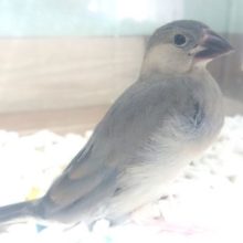 頭隠して。。シリでてますよっ　桜文鳥～～～