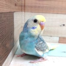 見ていて楽しくなってきます♪明るいコ、セキセイインコ～～
