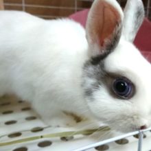 ふわふわなドワーフラビットさんがやって来ました！