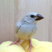 キリッと～シルバー文鳥～～
