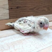 かなり久々の入荷です♪セキセイインコ　４色ハルクイン〜〜