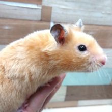 むっちりムチムチぽてポテ、レアなサテンハムスター 短毛タイプ☆