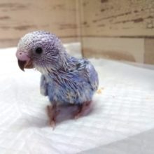 歩く姿、楽しそう～～　セキセイインコ　スパングル