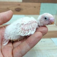 久々です！セキセイインコ　ダブルファクター（ホワイト）～～