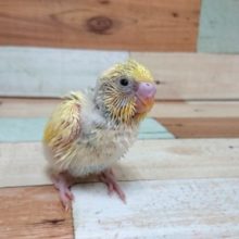 アンバランスがまたｽﾃｷ☆　セキセイインコ　パステルレインボーパイド