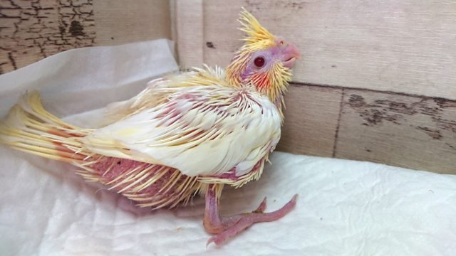 むちむちのオカメさんです！オカメインコ　ルチノー　2021　5月13日