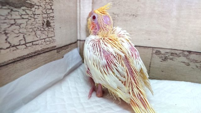 オカメインコ