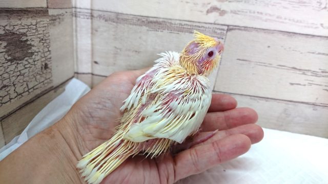 オカメインコ