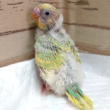 華やか☆セキセイインコ　パステルカラーレインボー　2021　5月13日