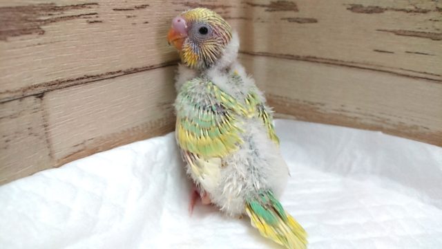 華やか☆セキセイインコ　パステルカラーレインボー　2021　5月13日