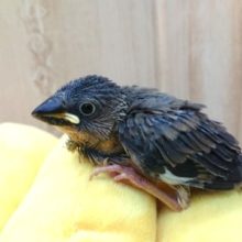 かなりおススメの手のり鳥～　桜文鳥です！！