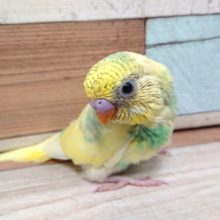 安定の人気手乗りセキセイインコ！　カラーは。。。