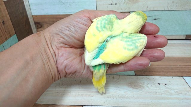 セキセイインコ