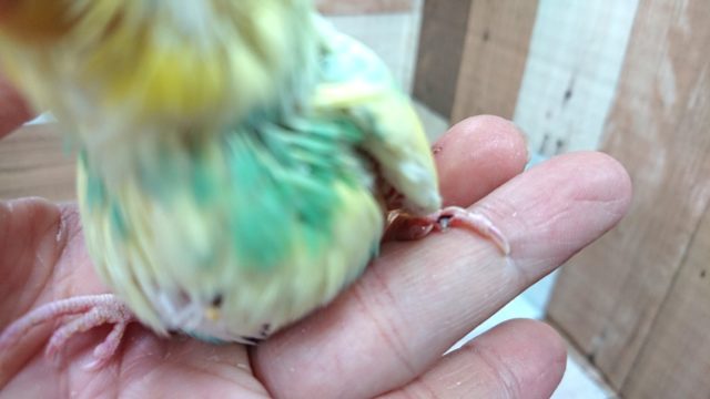 セキセイインコ