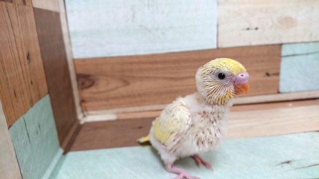 セキセイインコ