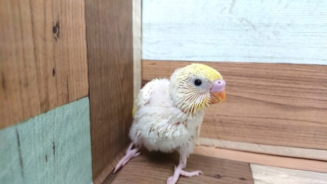 クリーム！　セキセイインコのクリームです！黒目です～