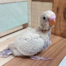 お待ちの方が多いカラー！セキセイインコ　ライラック～～～