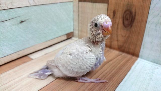 お待ちの方が多いカラー！セキセイインコ　ライラック～～～