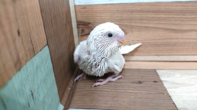 久々！ダブルファクター　ホワイト　セキセイインコですっ