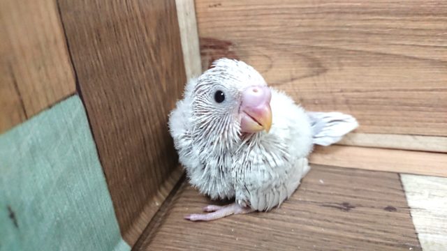 入荷数が少ないので、ぜひ会いに来て！セキセイインコ　ライラック～～