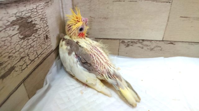 オカメインコ