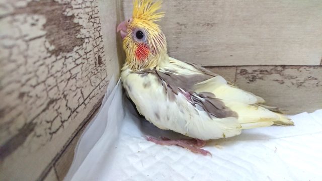 オカメインコ