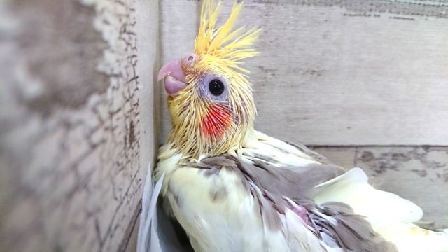 オカメインコ