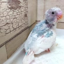 鮮やかなーセキセイインコ！パイドですっ