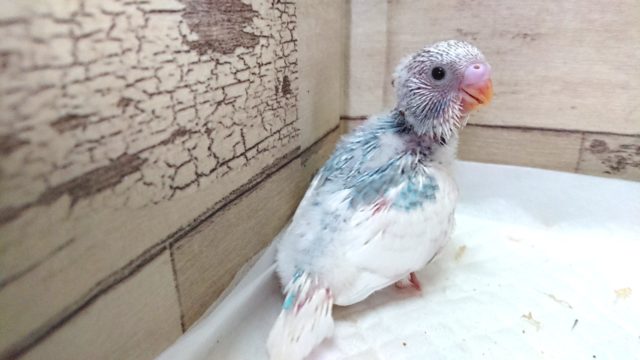 鮮やかなーセキセイインコ！パイドですっ