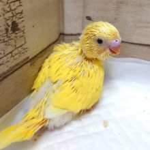 黄色の黒目さん♪セキセイインコ ダブルファクター イエローです