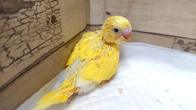 黄色の黒目さん♪セキセイインコ ダブルファクター イエローです