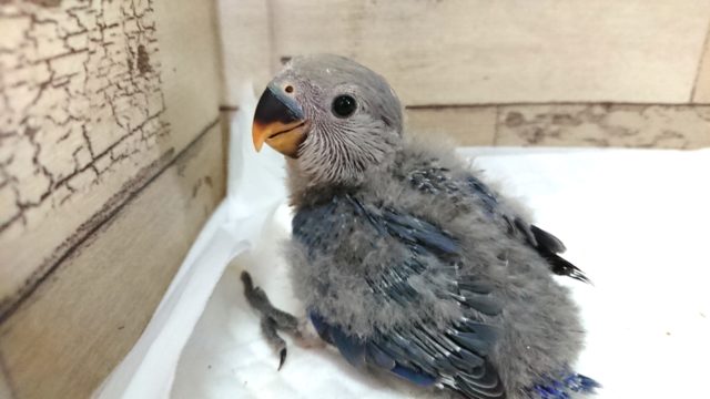 コザクラインコ（小桜インコ）