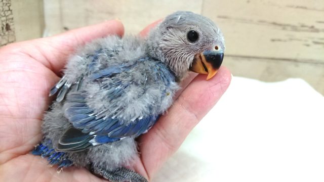 人気のカラーのコ！コザクラインコ　バイオレット～～