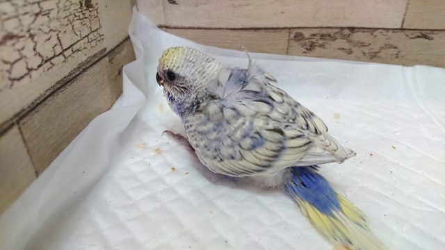 羽衣セキセイインコ