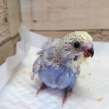 巻き毛がｷﾚｲ！カラーもｷﾚｲ！ 羽衣セキセイインコ～～