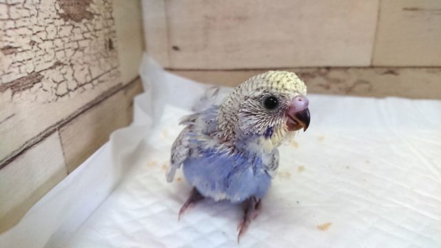 巻き毛がｷﾚｲ！カラーもｷﾚｲ！ 羽衣セキセイインコ～～