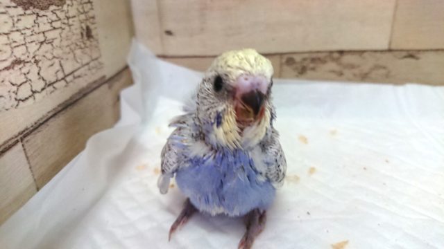 羽衣セキセイインコ